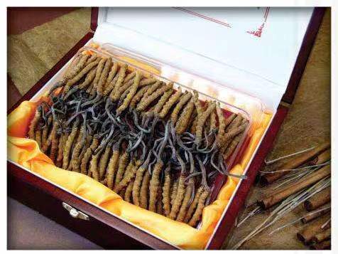 九原冬虫夏草回收?